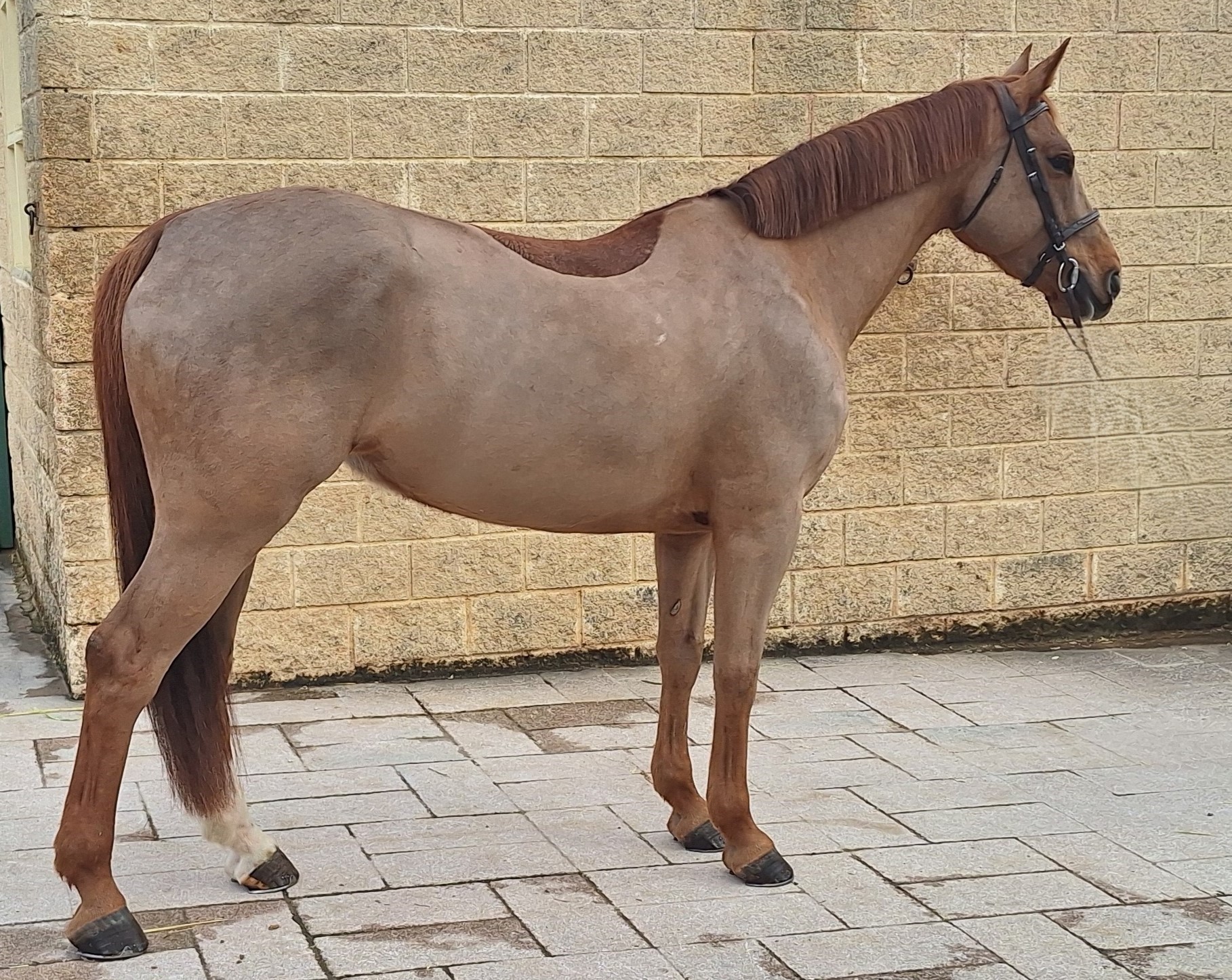 horse